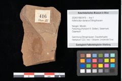 Foto (Objekt + Etikett) von Asterocalyx styriacus Ettingshausen (NHMW-GEO-2024-0188-0416)